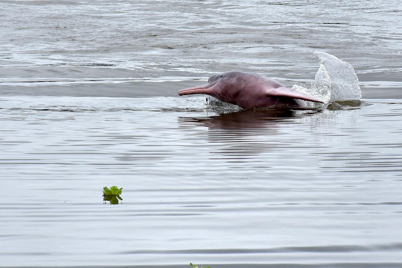 Yaku Amazon Lodge & Expeditions Paraíso エクステリア 写真