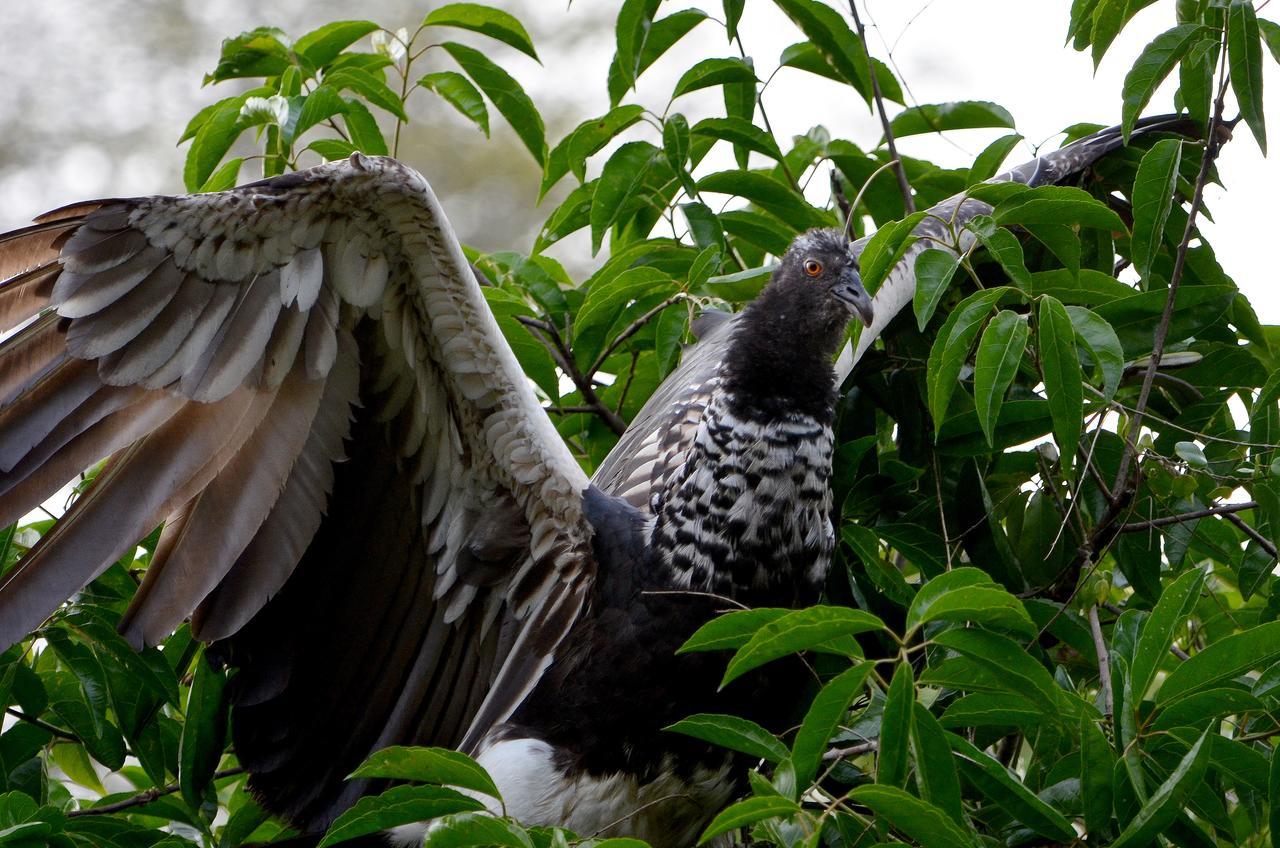Yaku Amazon Lodge & Expeditions Paraíso エクステリア 写真