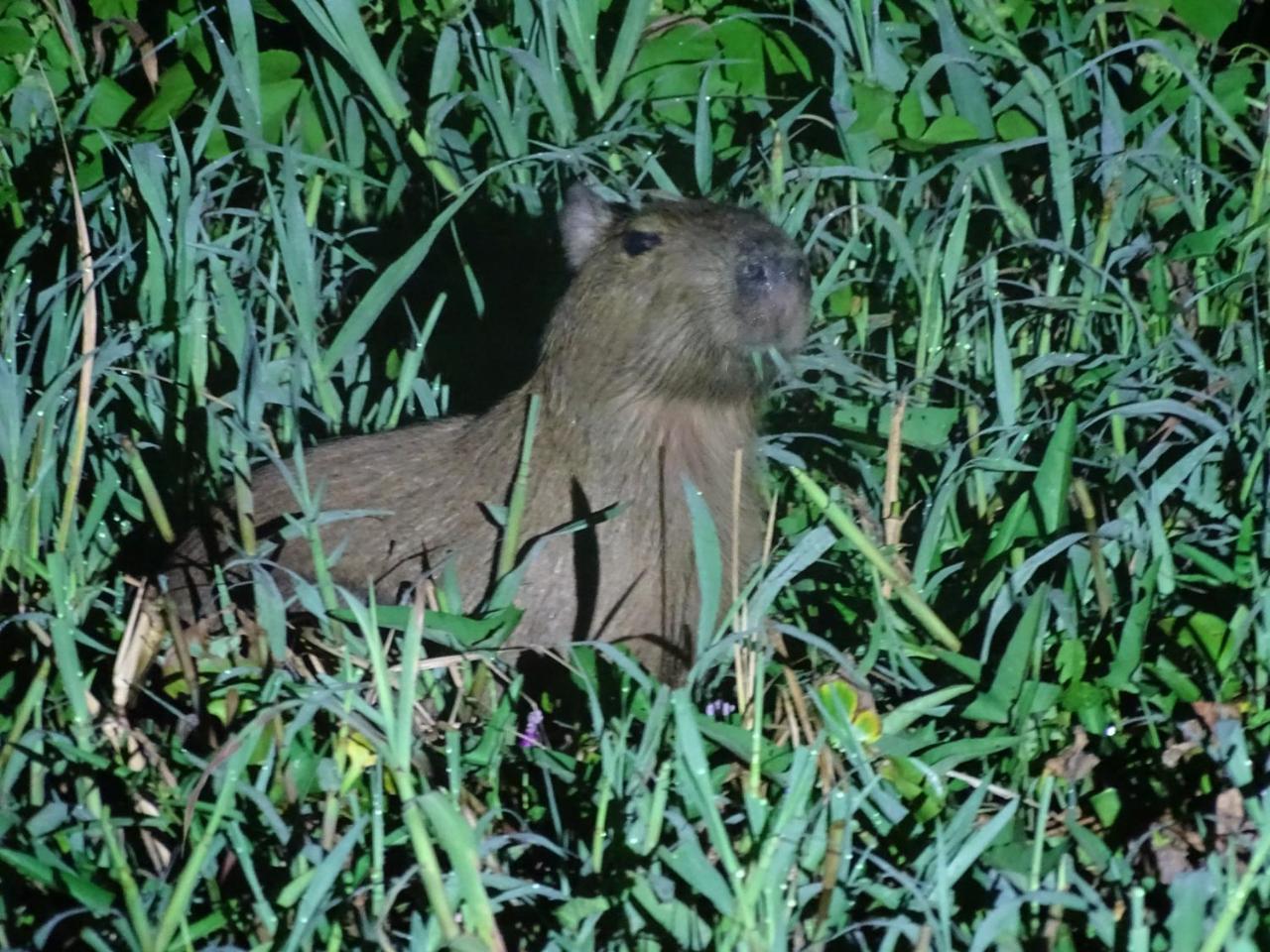 Yaku Amazon Lodge & Expeditions Paraíso エクステリア 写真
